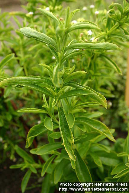 Stevia Glycoside