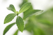 Stevia Sugar