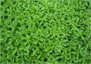 Stevia Extract