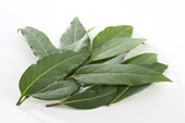 Stevia Powder
