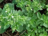 Stevia Rebadiana