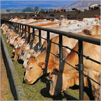 Livestock