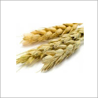 Wheat Bran