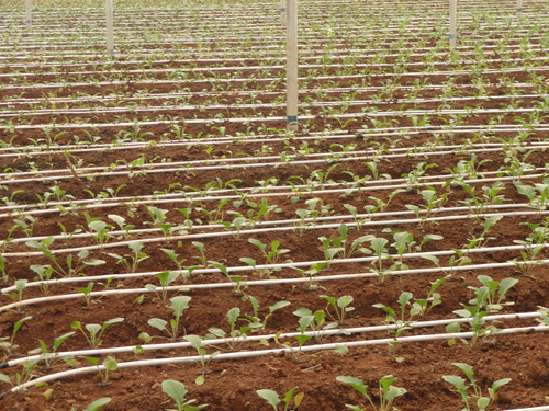 Greenhouse Drip Irrigation System