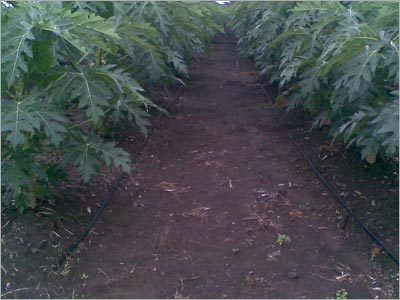 Drip Irrigation Systems