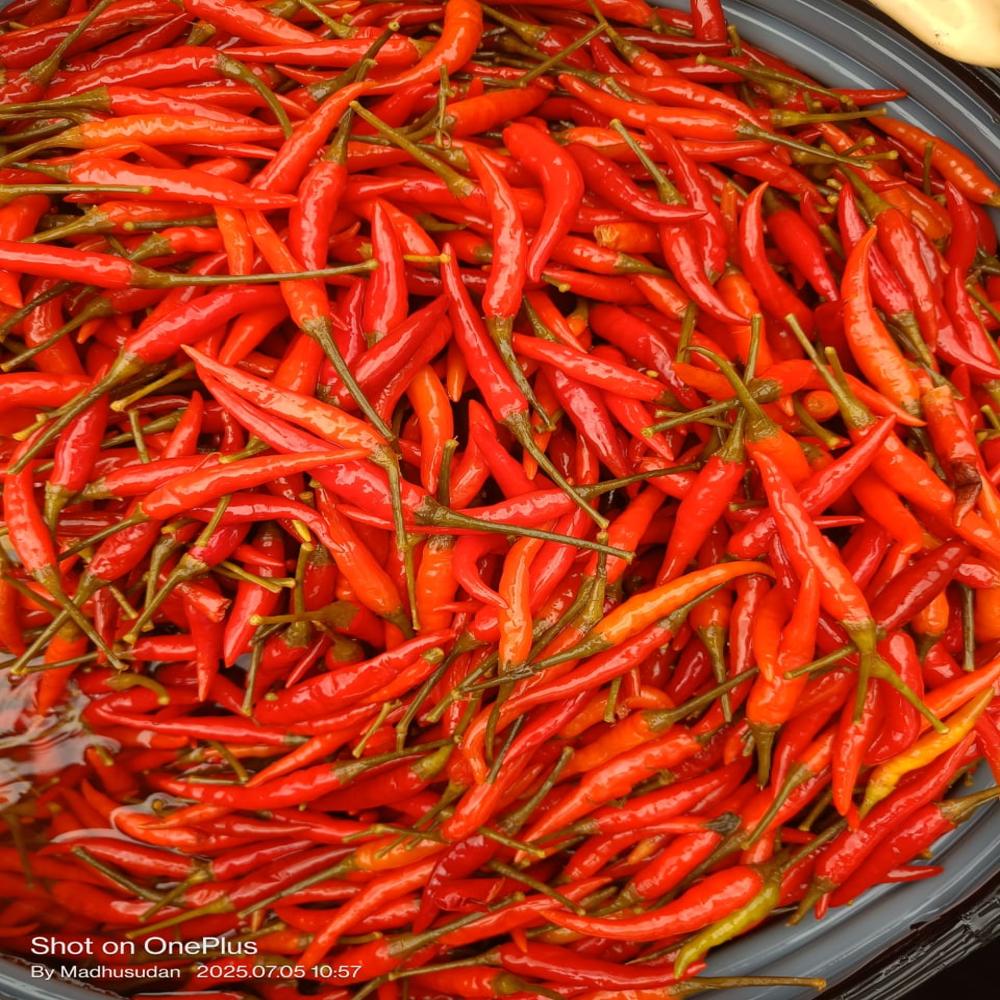 Preserved Baby Corn