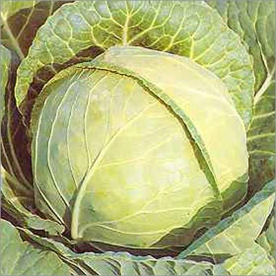 Cabbage