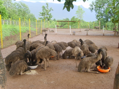 Emu Birds