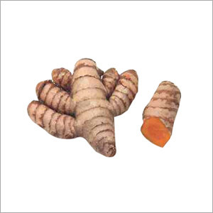 Turmeric - Rhizome 5-15cm, Orange Color, 3-6% Curcuminoids | Anti-Inflammatory, Culinary Spice, Natural Pigment