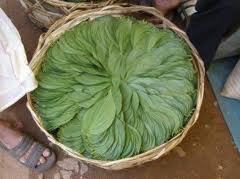 Betel leaf