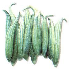 Snake gourd