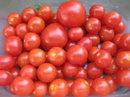 Tomato