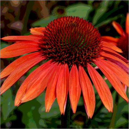 Orange Cone Flowers Suzanne