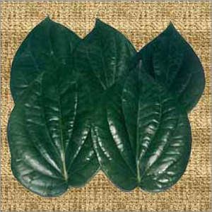 Betel Leaf