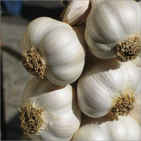 Garlic Tight