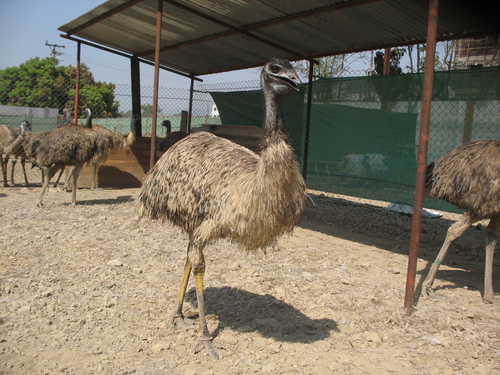 Products of EMU Birds