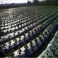 Industrial Mulching Sheet