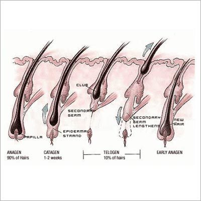 Hair Problem Homeopathy Treatment