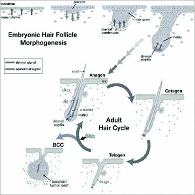 Hair Fall Treatment