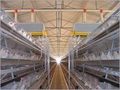 Poultry Cages