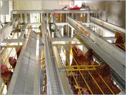 Battery for Pullets