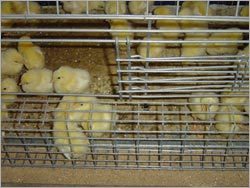 Rearing Cages