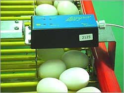 Egg Counters