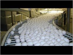 Egg Cross Conveyor
