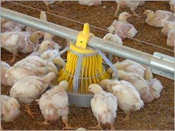 Pan Feeding System
