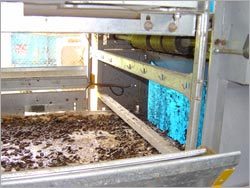 Manure Belts