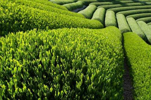 Organic Assam Tea