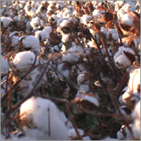 Polyester Fibres