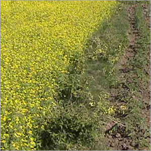 Organic Manures
