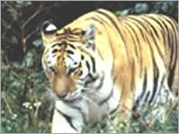 Uttaranchal Tour