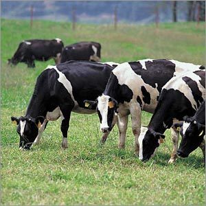 Dairy Products - 1 Liter Plastic Bottle, Lactose 4.8%, Milk Fat 3.5% | Fresh Milk, Nutritious, Creamy Flavor