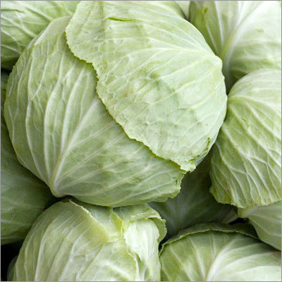 Cabbage