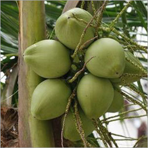 Tender Coconut