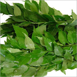 Curry Leaves