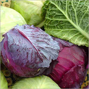 Red Cabbage