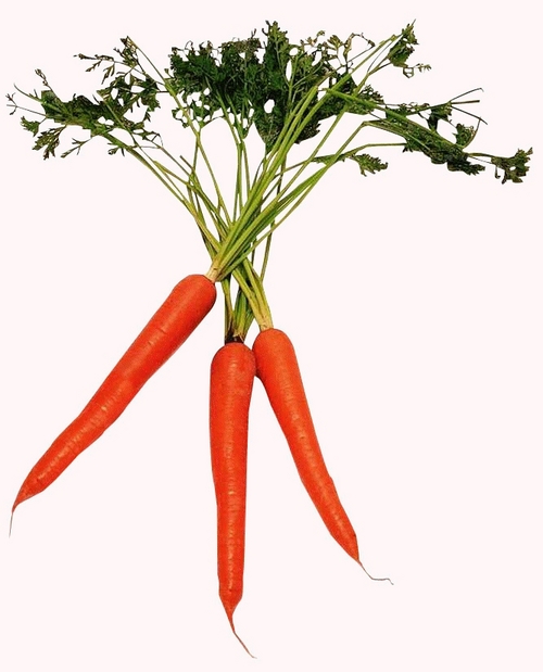 Fresh Carrots