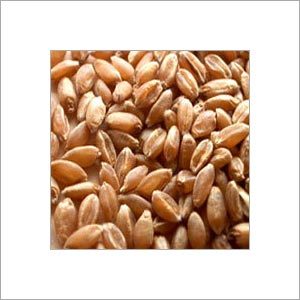 Wheat