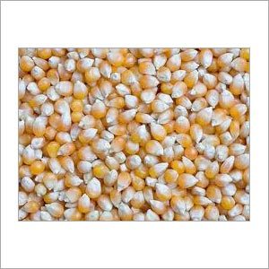 Organic Maize
