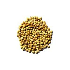 Mustard Seeds