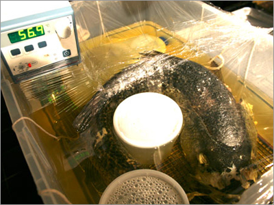 Circulating Oils