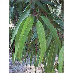 Eucalyptus Oil