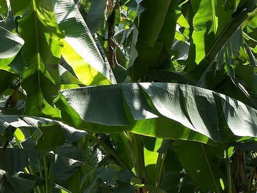 Banana Leaf