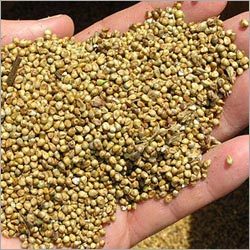 Millet (Bajra)