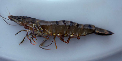 black Tiger Prawn