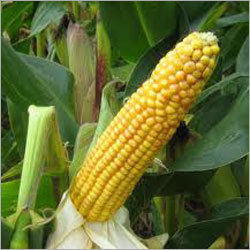 Maize