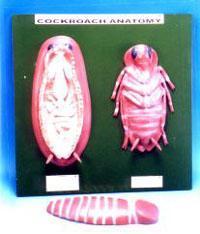 Cockroach Anatomy